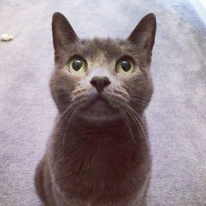 Meet your Posher, Noelle